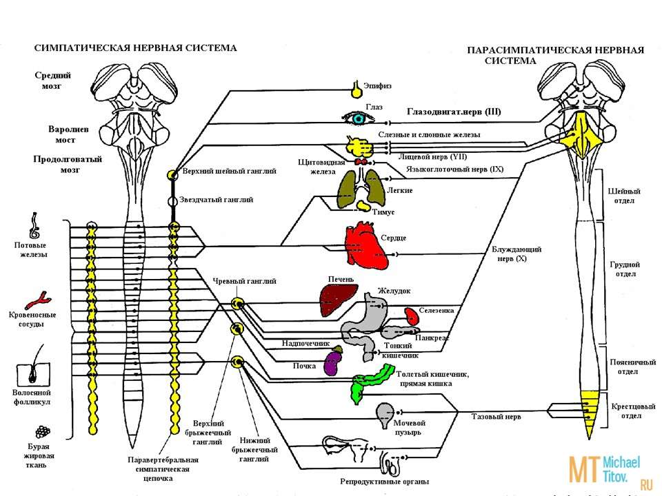 Вегетативная нервная  система