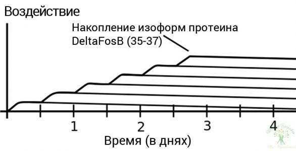 Порно, псевдонаука и ΔFosB