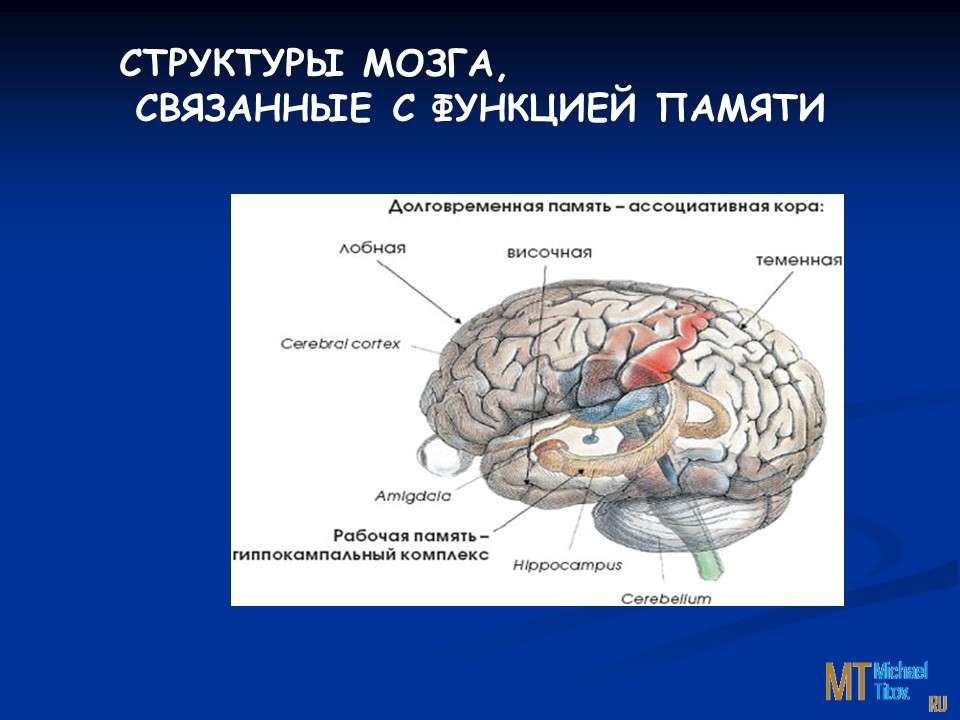 Структуры мозга, связанные с функцией памяти